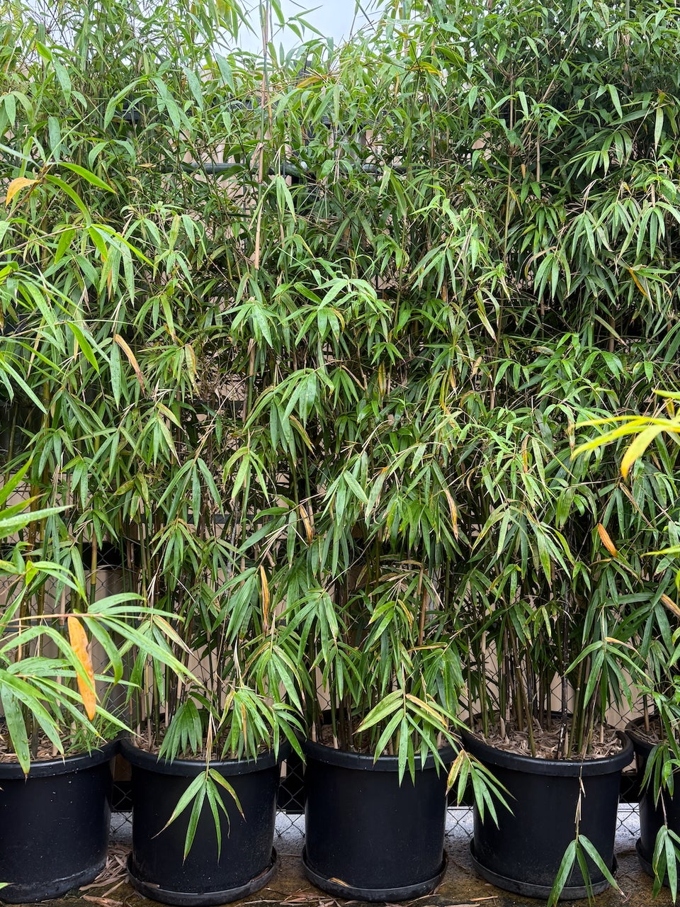 bambusa-textilis-gracilis-slender-weavers-500mm-bamboo-online