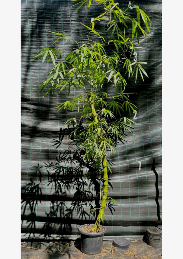 その他 bamboo Bamboo Folk Toys | Taketombo - Regular | Goenne