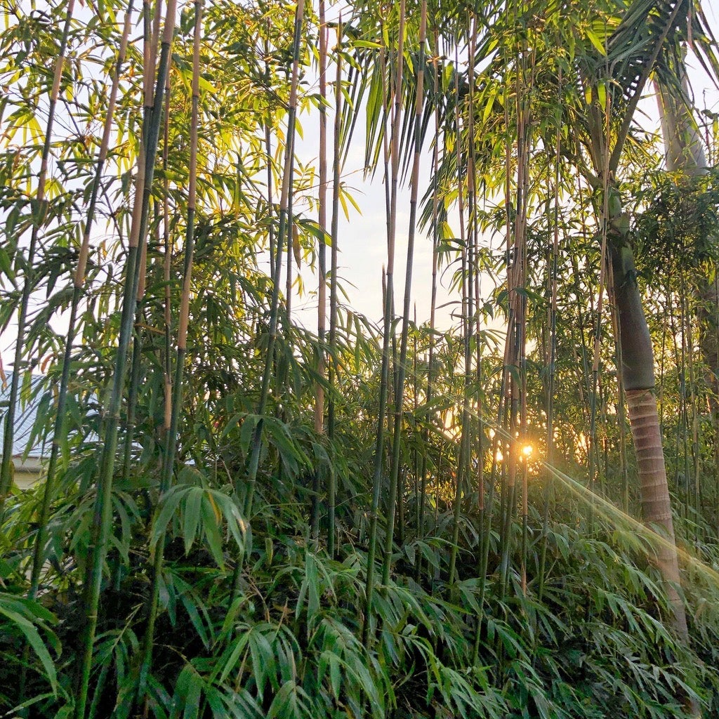 Screening Bamboo | Noraville Green