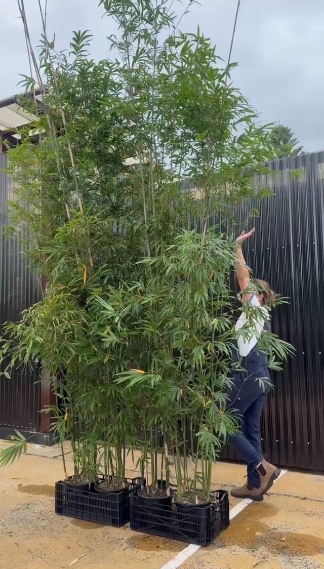Screening Bamboo | Noraville Green