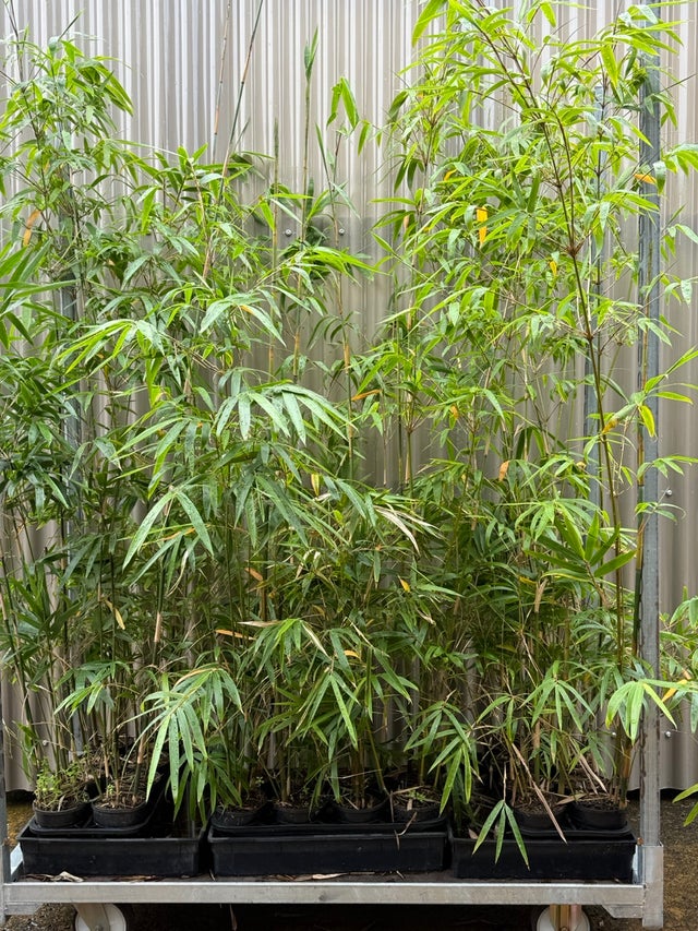 その他 bamboo CUMYZO 6 Piece Patio Lounge Set with Green Cushions Bamboo